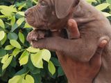 American Bully Puppy