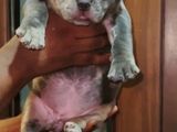 American Bully Puppy