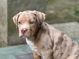 American Bully Puppy