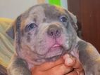 American Bully Puppy