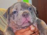 American Bully Puppy