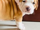 American Bully