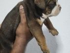 American Bully