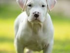 American Bully Puppies