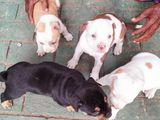 American Bully Puppies