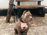 American Bully Dog