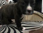 American Bully Puppies