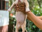 American Bully Puppies