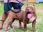 American Bully