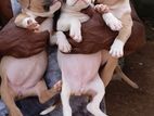 American Bully Puppies