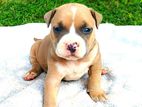American Bully Puppies