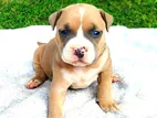 American Bully Puppies