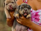 American Bully