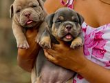American Bully