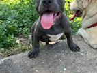 American Bully Puppy