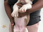 American Bully Puppy