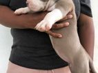 American Bully Puppy