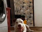 American Bully