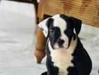 American Bully