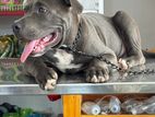 American Bully