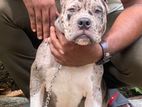 American Bully Puppy