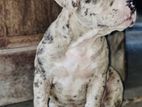 American Bully Puppy