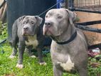 American Bully Puppies