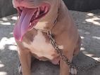 American bully