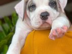 American Bully