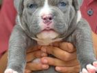 American Bully