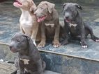 American Bully