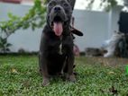 American Bully