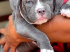 American Bully Puppies