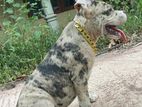 American bully