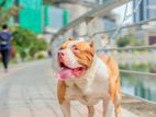 American Bully Puppies