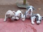 American Bully