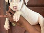 American Bully