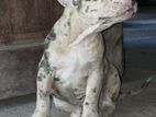 American Bully