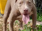 American Bully