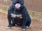 American Bully Dog