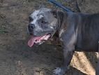 American Bully for Crossing