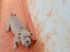 American Bully