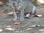 American Bully Dog
