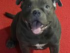 American Bully