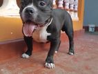 American Bully For Crossing