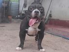 American Bully for Crossing
