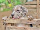 American Bully Puppies