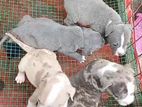 American Bully Puppies