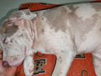 American Bully Puppy