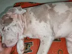 American Bully Puppy